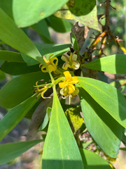 Persoonia elliptica