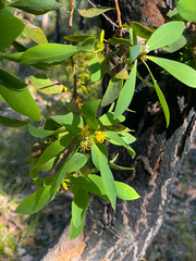 Persoonia elliptica