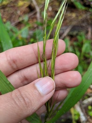 Bromus carinatus