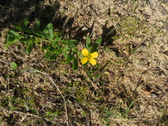 Roepera billardierei