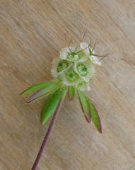 Scabiosa rotata