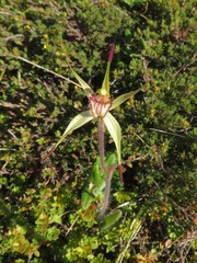 Caladenia richardsiorum