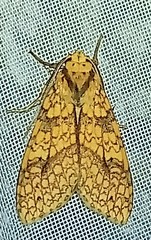 Lophocampa catenulata