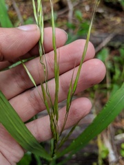 Bromus carinatus
