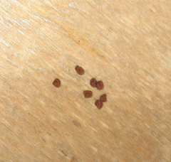 Cerastium dagestanicum