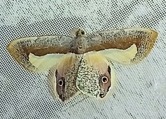 Opisthoxia uncinata