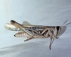 Rhammatocerus
