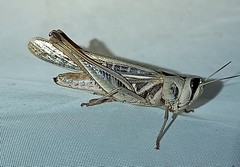 Rhammatocerus