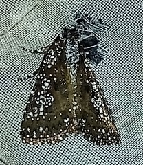Condica pagetophagus
