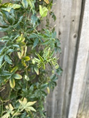 Passiflora caerulea