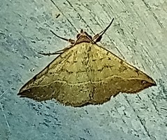 Hemeroplanis scopulepes