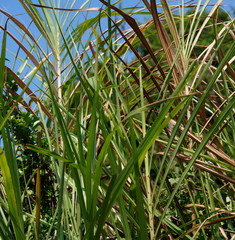 Saccharum spontaneum