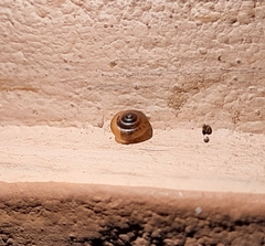Euconulus