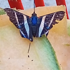 Rhetus arcius