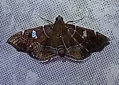 Lamprosema dorisalis