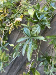 Passiflora caerulea