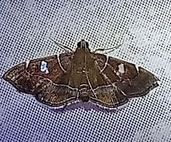 Lamprosema dorisalis