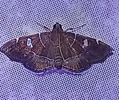 Lamprosema dorisalis