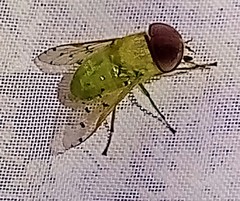 Chlorotabanus mexicanus