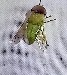 Chlorotabanus mexicanus