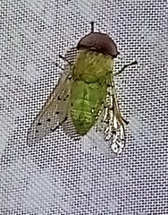 Chlorotabanus mexicanus