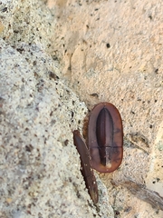 Cossyphus hoffmannseggi