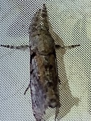 Givira nudaria