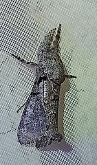 Givira nudaria