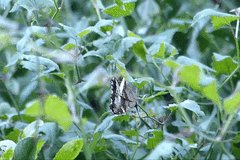 Eurytela hiarbas angustata