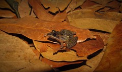 Ptychadena taenioscelis