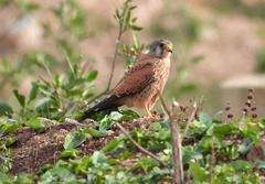 Falco tinnunculus