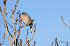 Fringilla coelebs africana