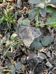 Populus nigra
