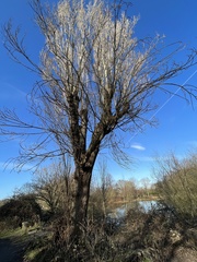 Populus nigra