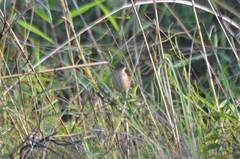 Catriscus brevirostris