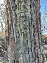 Populus nigra