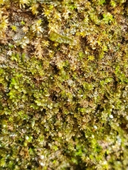 Jungermannia atrovirens
