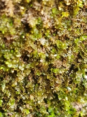 Jungermannia atrovirens