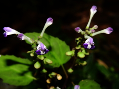 Scutellaria leucantha
