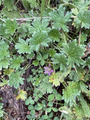 Geranium antrorsum