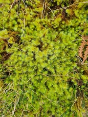 Breutelia chrysocoma