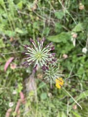 Chaerophyllum eriopodum
