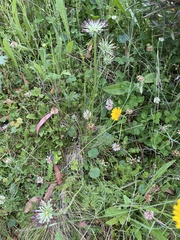 Chaerophyllum eriopodum