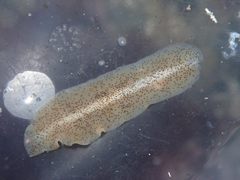 Enchiridium punctatum