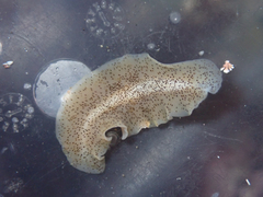 Enchiridium punctatum