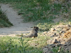 Otospermophilus variegatus