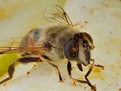 Eristalis tenax