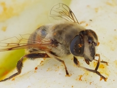 Eristalis tenax