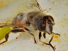 Eristalis tenax