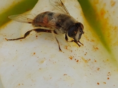 Eristalis tenax